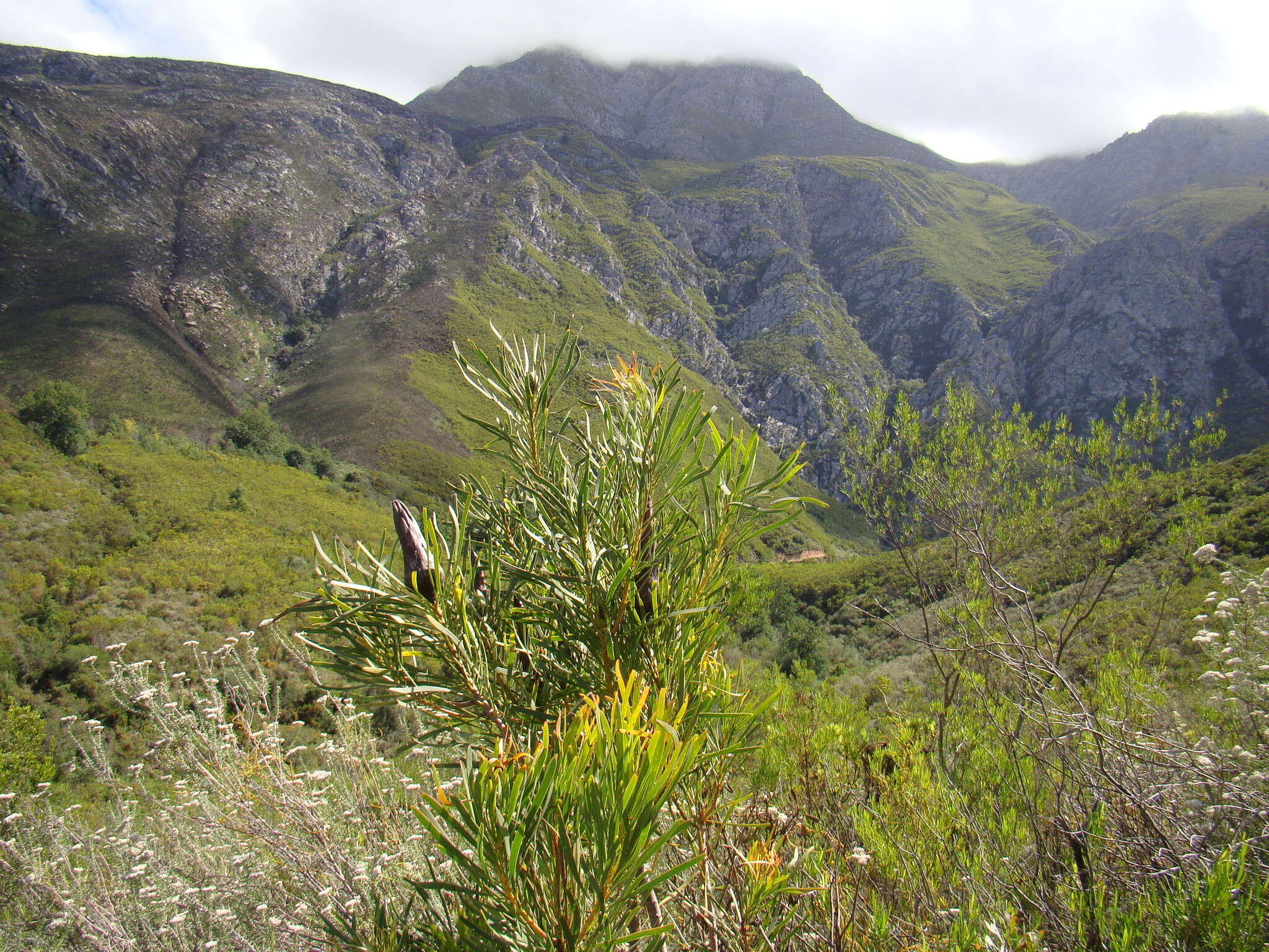 Image de Protea repens (L.) L.