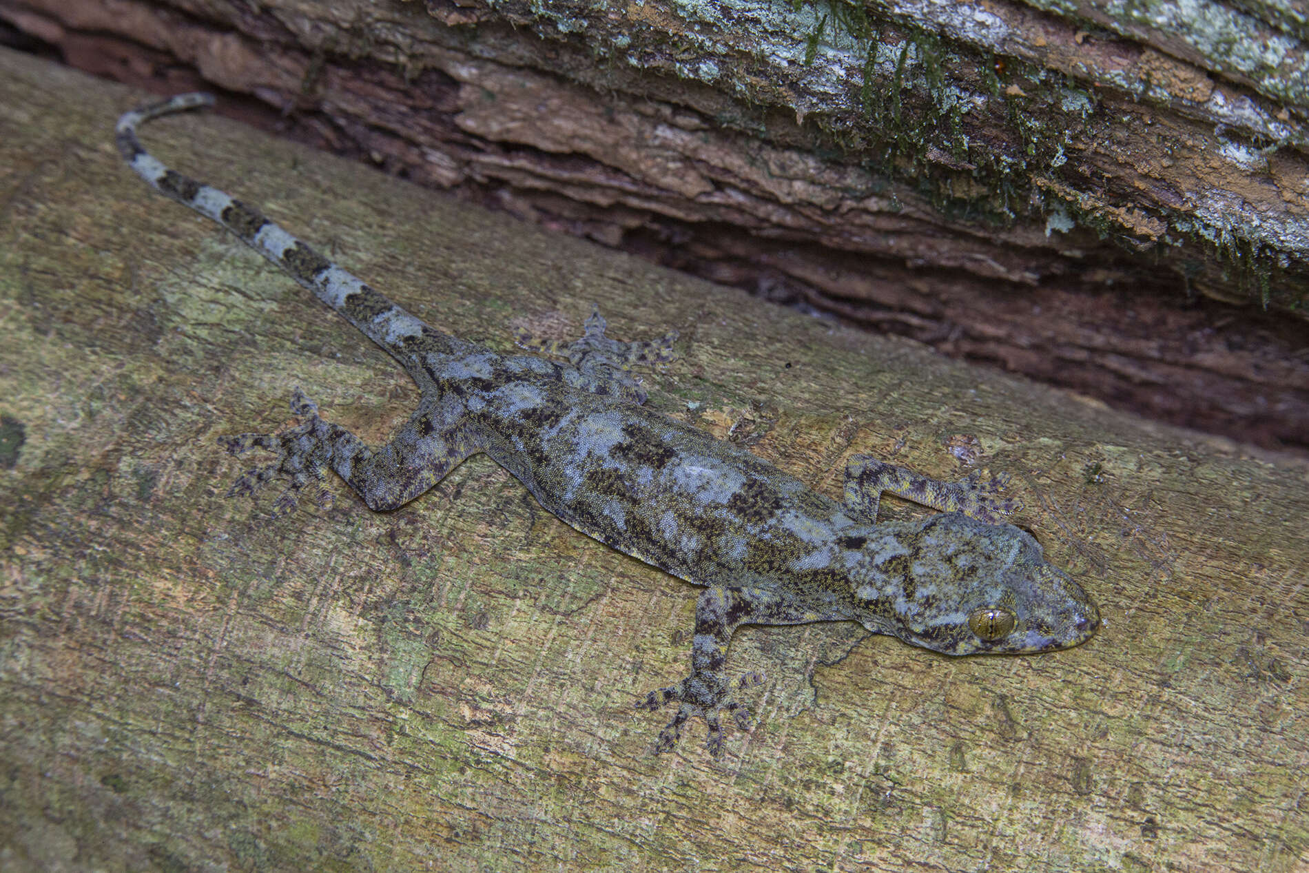 Image de Gekko palmatus Boulenger 1907