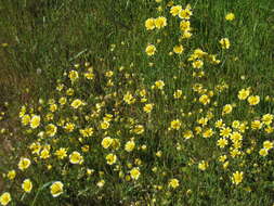 Слика од Layia chrysanthemoides (DC.) A. Gray