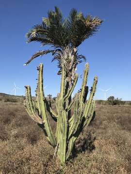 Imagem de Pilosocereus catingicola (Gürke) Byles & G. D. Rowley