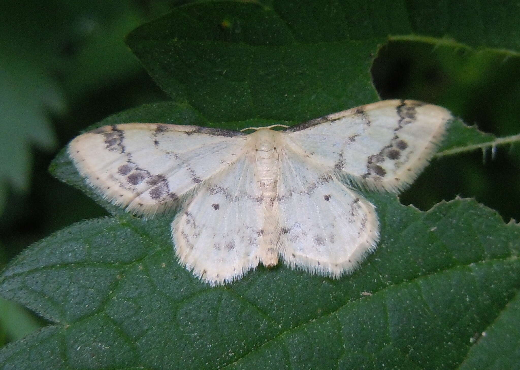 Image of treble brown spot