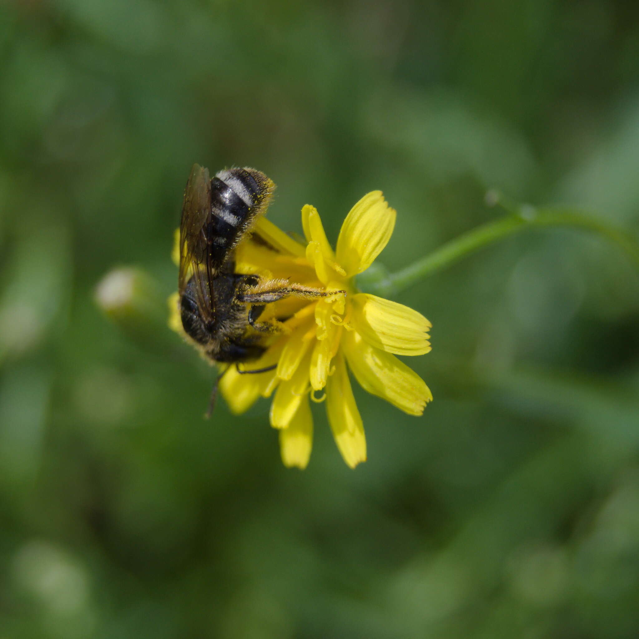 Plancia ëd Lasioglossum leucozonium (Schrank 1781)