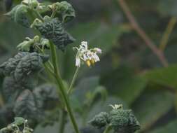 Solanum aloysiifolium Dun.的圖片