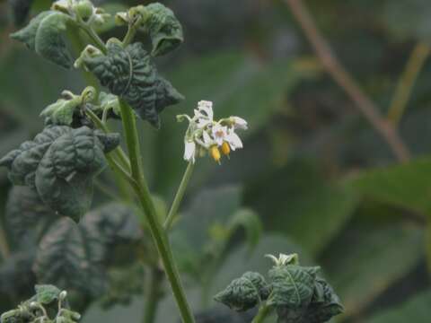 صورة Solanum aloysiifolium Dun.