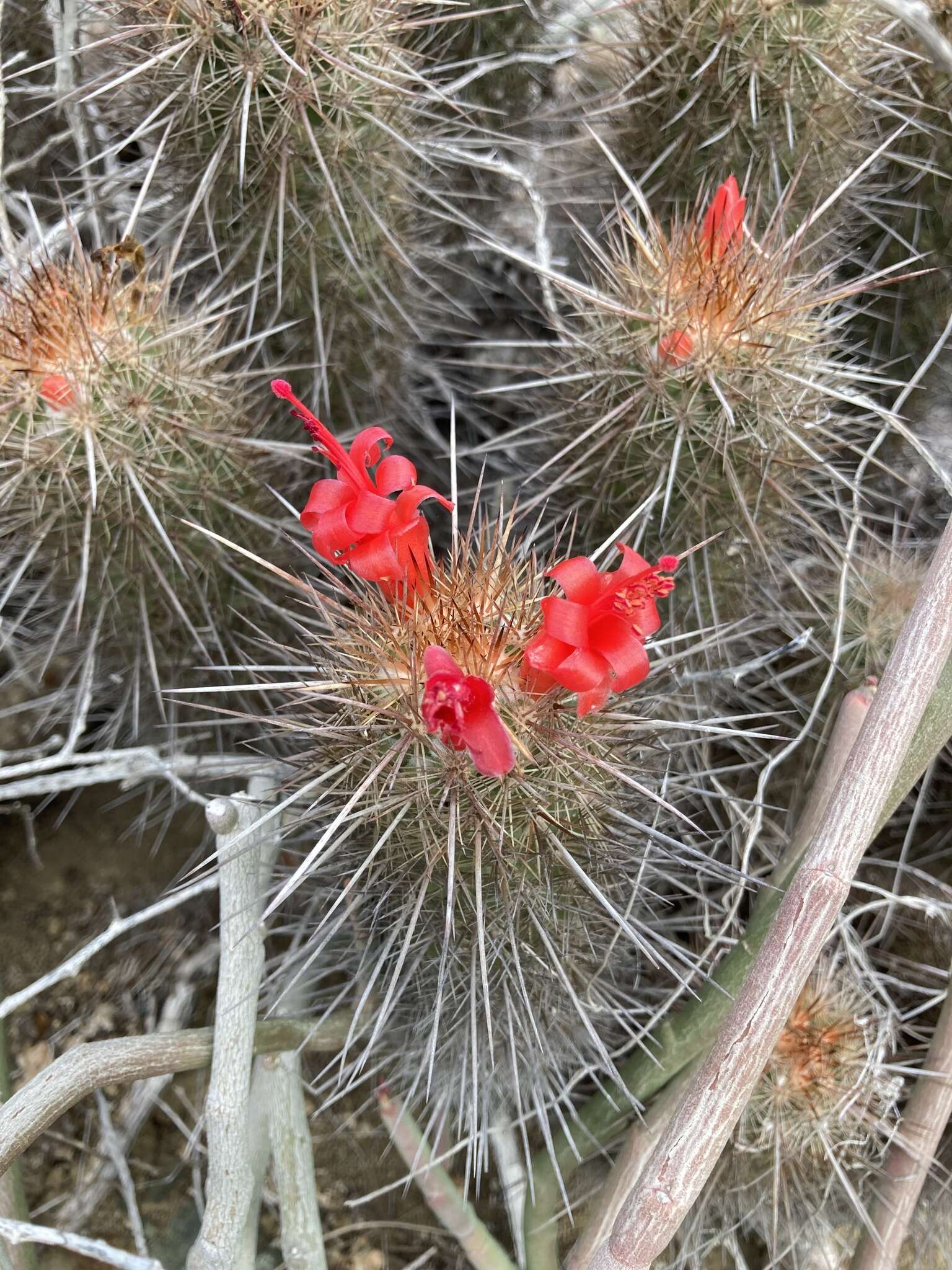 Image of Mammillaria halei Brandegee