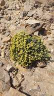 Image of Spergularia arbuscula (C. Gay) I M. Johnst.