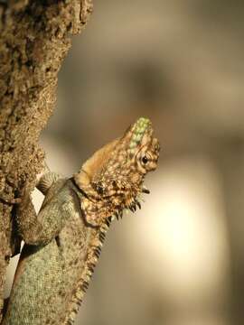 Imagem de Tropidurus spinulosus (Cope 1862)