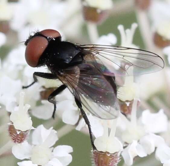 Imagem de Phasia barbifrons (Girschner 1887)