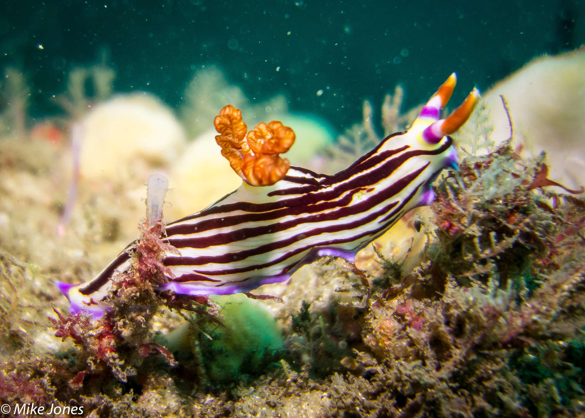 Image of Nembrotha purpureolineata O'Donoghue 1924