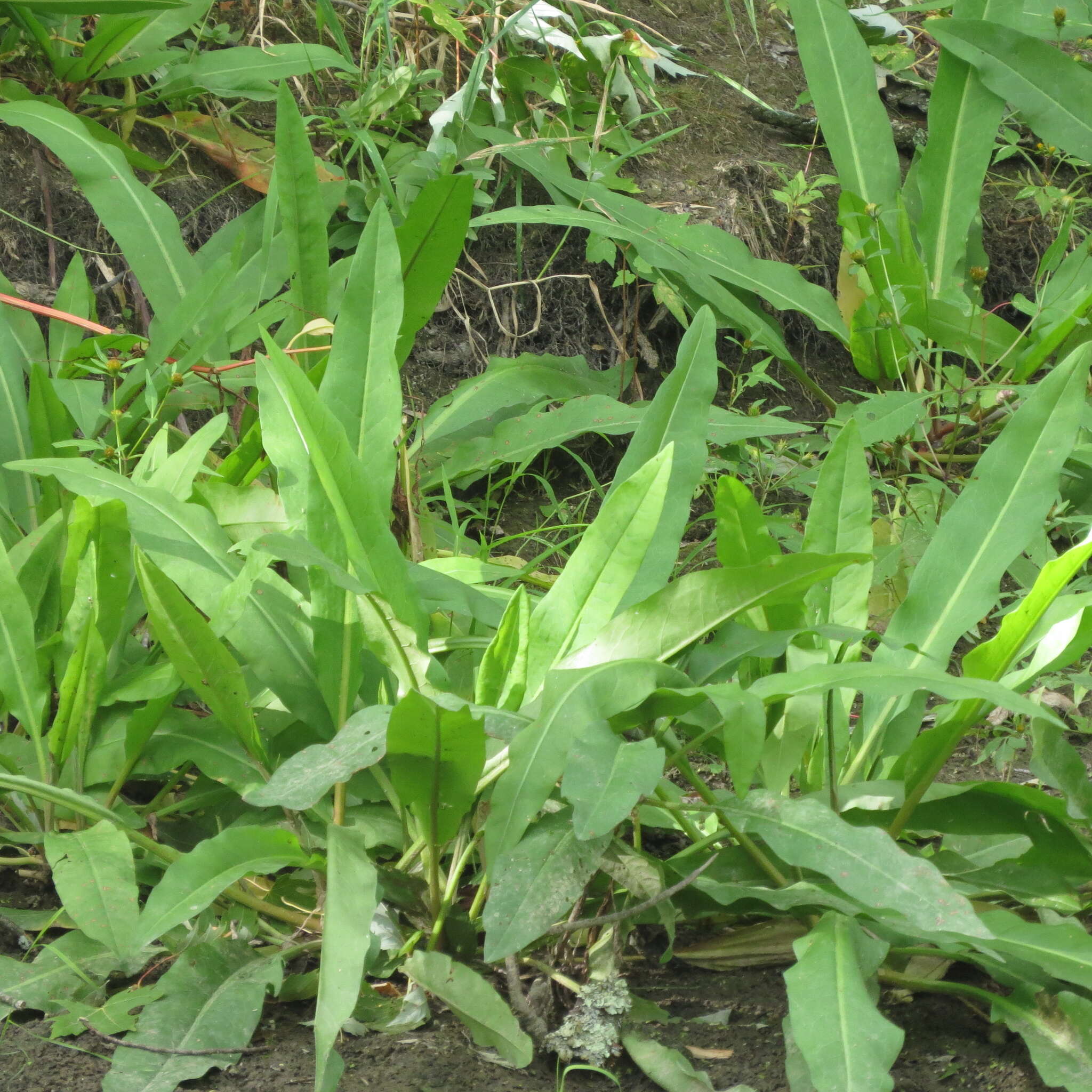 Rumex verticillatus L. resmi