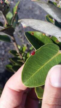 Image of 'ohi'a lehua