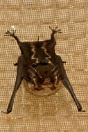 Image of Saccopteryx Illiger 1811