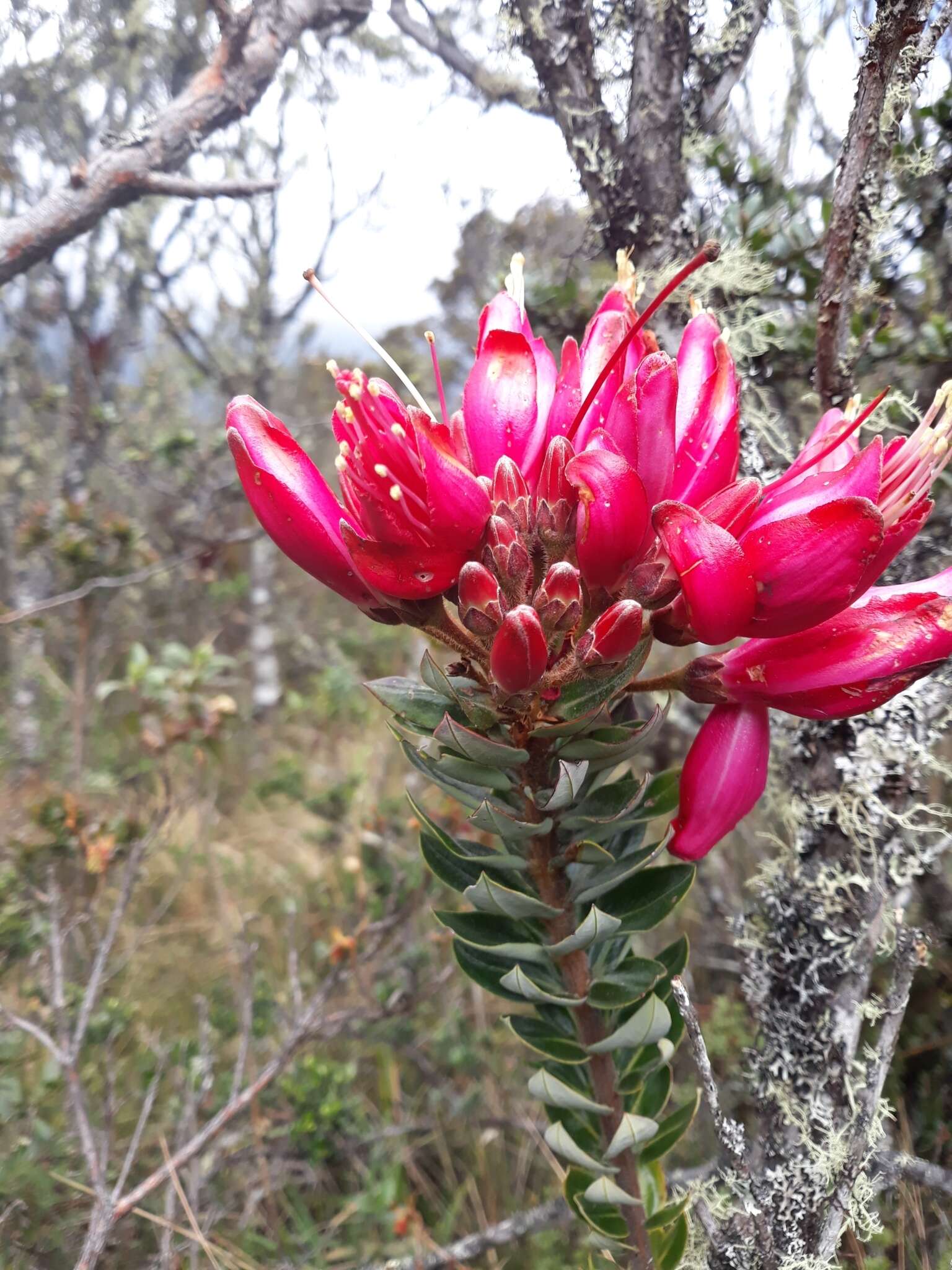 Image de Bejaria resinosa Mutis ex L. fil.