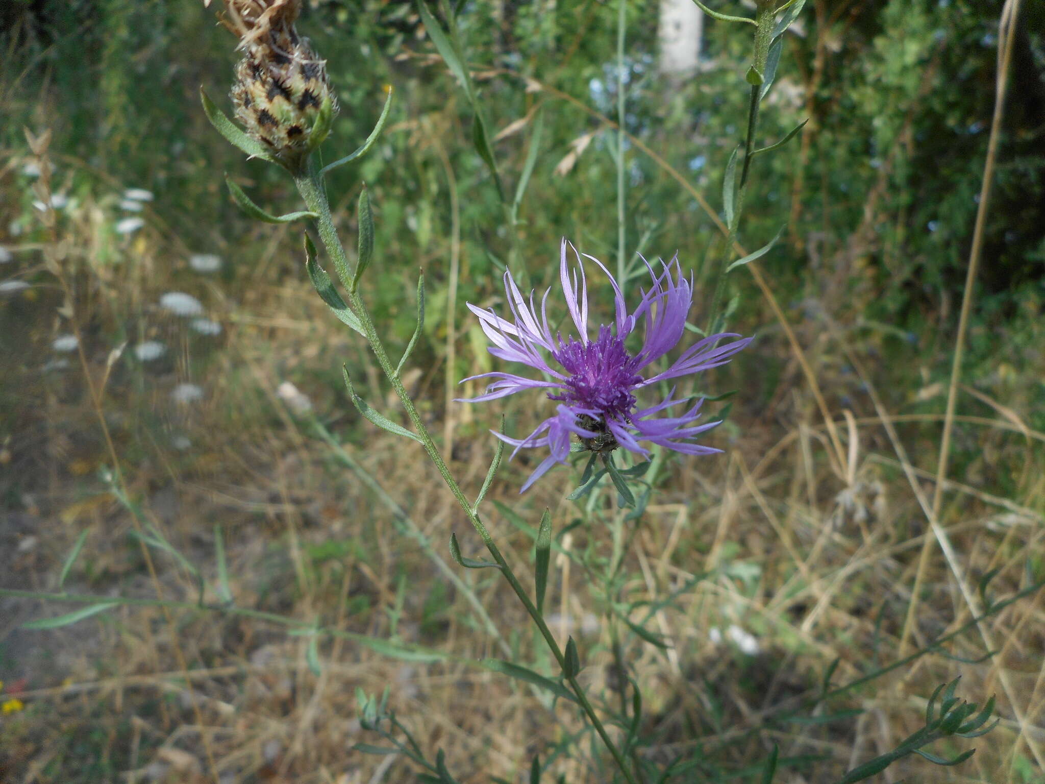 Слика од Centaurea arrigonii Greuter