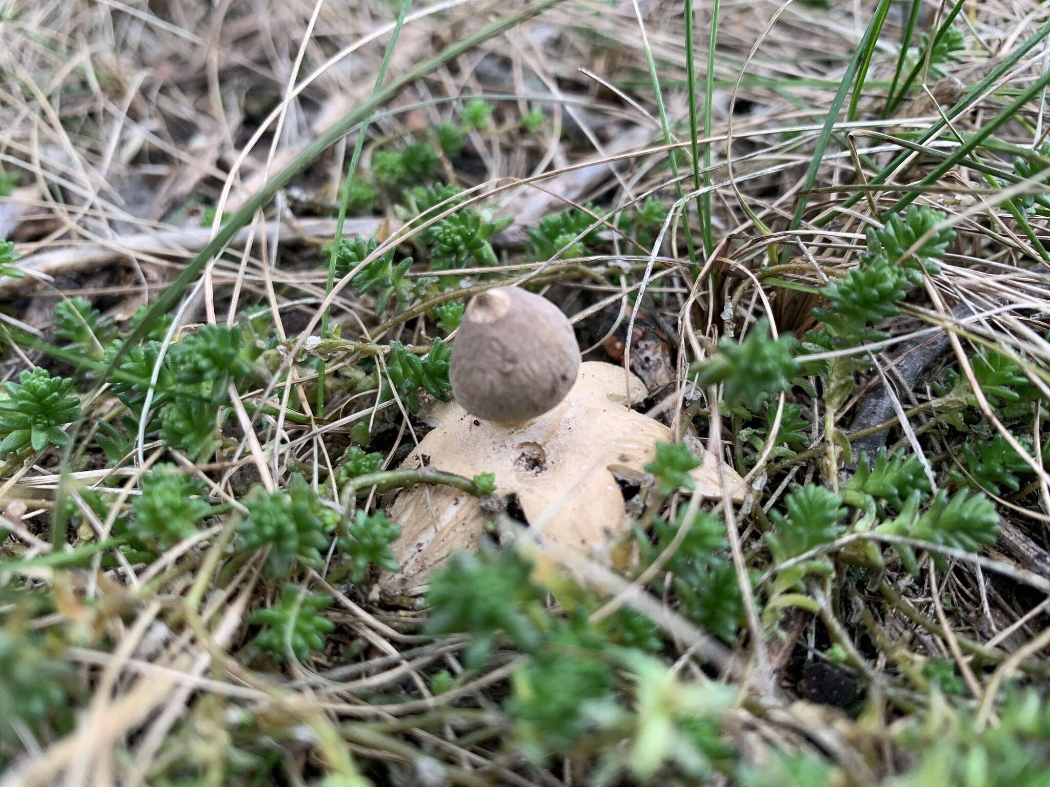 Image of Geastrum minimum Schwein. 1822