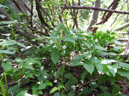 Image of Streambank Pseudosaxifrage