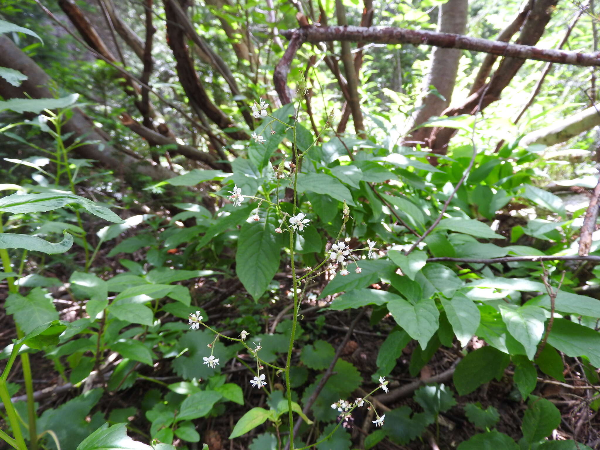 Sivun Micranthes odontoloma (Piper) A. A. Heller kuva