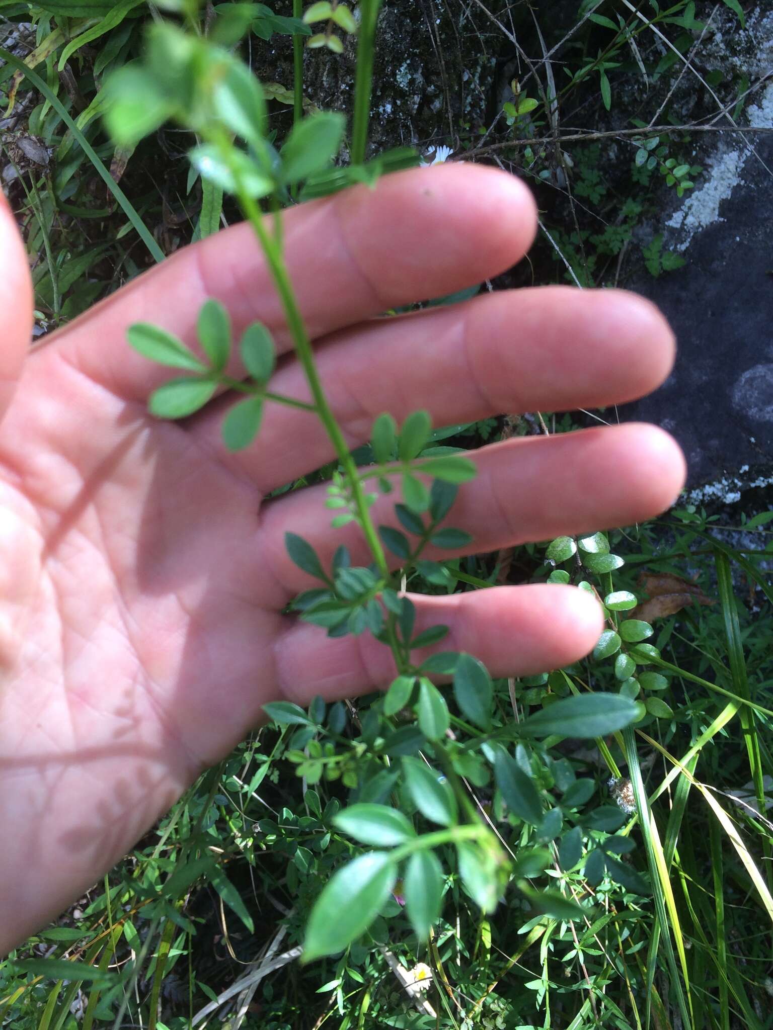 Image of Chrysojasminum humile (L.) Banfi