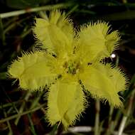 Image of Nymphoides montana H. I. Aston