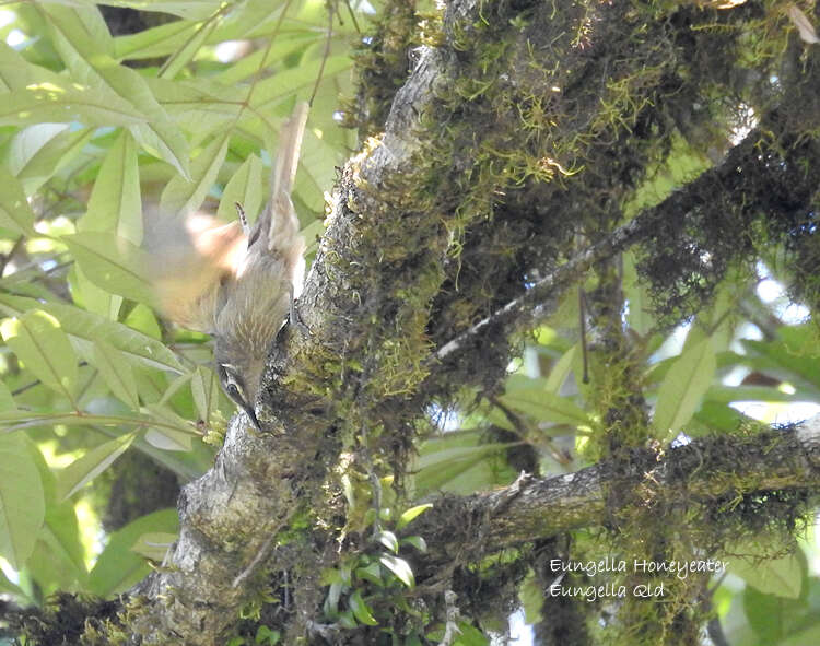 Image of Eungella Honeyeater