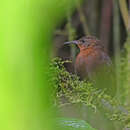 Image of Andean Dusky Leaftosser