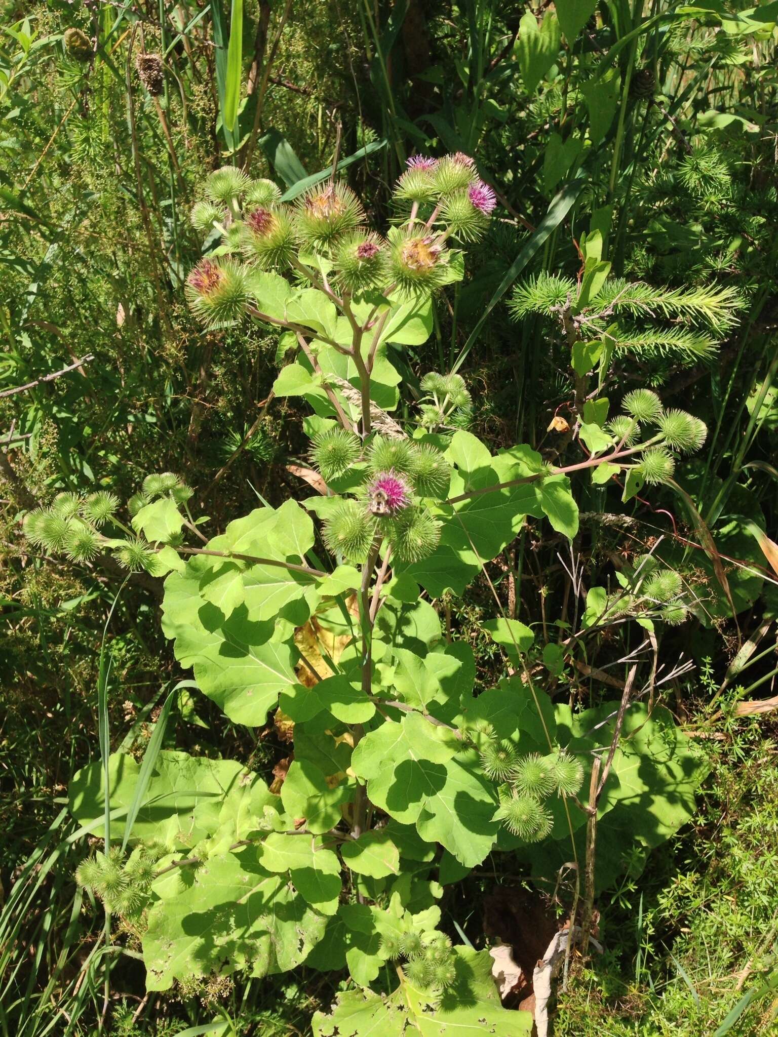 Image of greater burdock