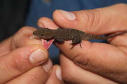 Image of Lesser Scaly Anole