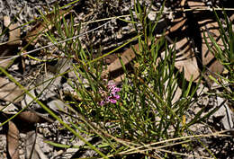 Image of Grevillea leiophylla F. Müll. ex Benth.