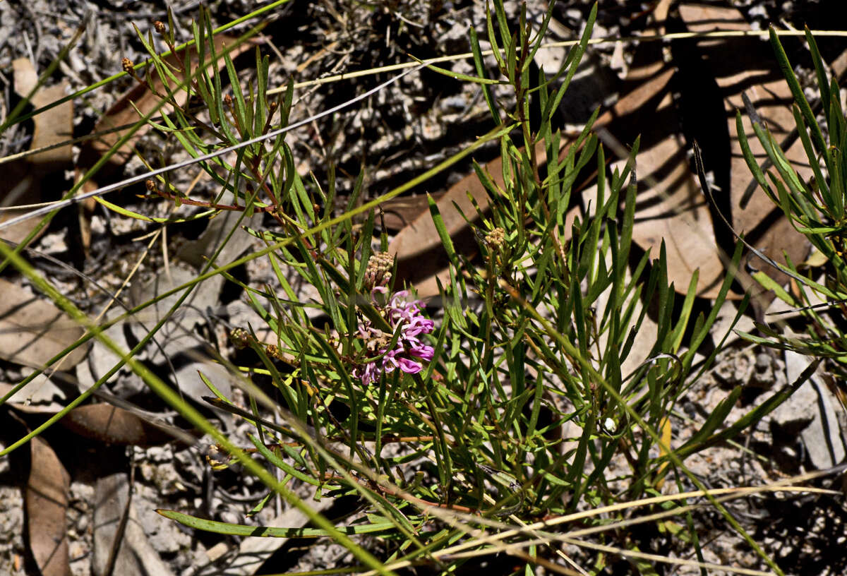 Image of Grevillea leiophylla F. Müll. ex Benth.