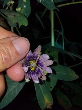 Image of Passiflora smithii Killip