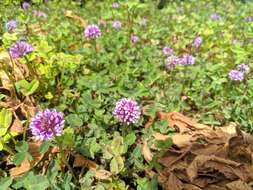 Image of Trifolium burchellianum subsp. johnstonii (Oliv.) J. B. Gillett