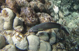 Image of Ringtail maori wrasse