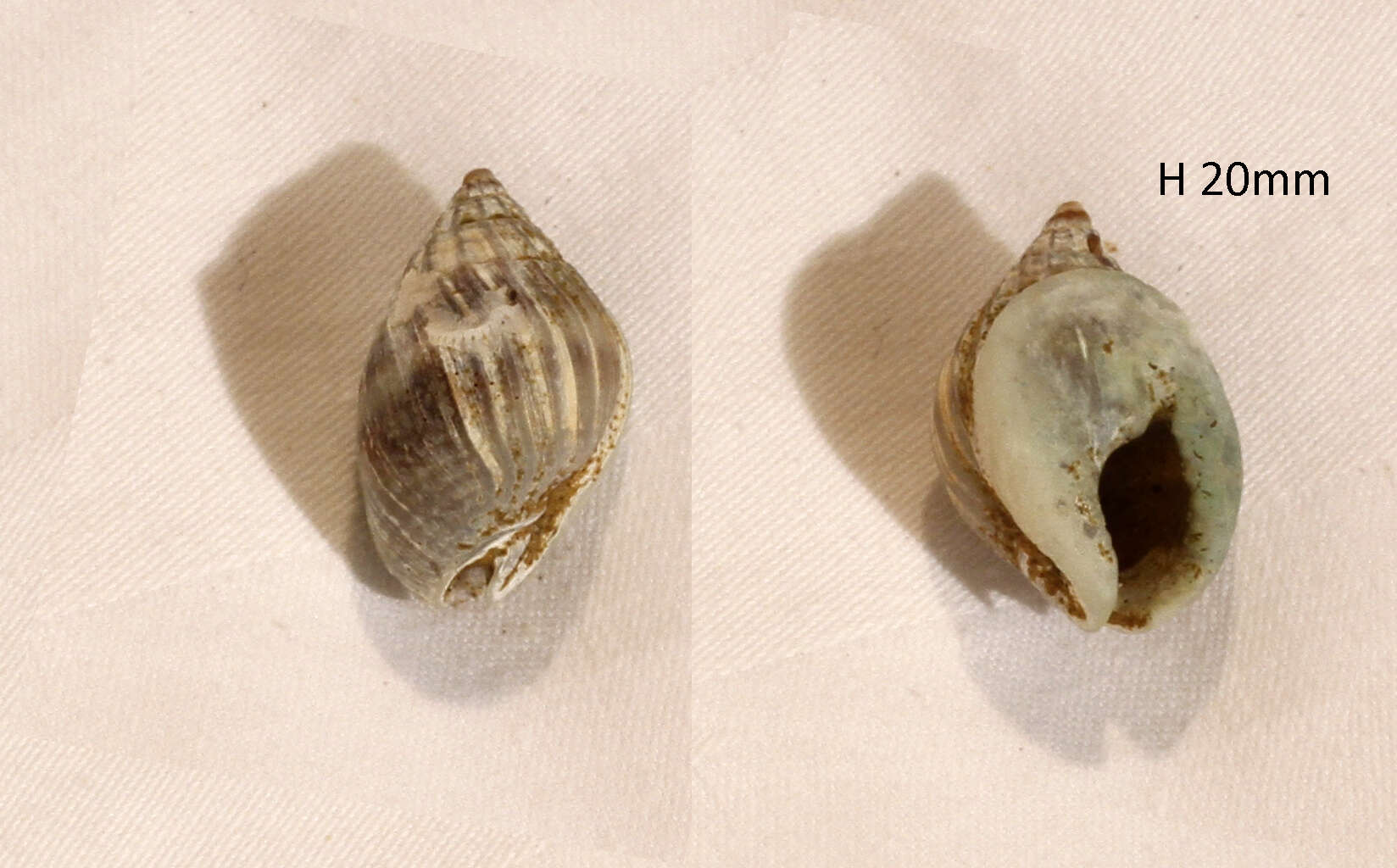 Image of Nassarius pullus (Linnaeus 1758)