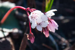 Image of <i>Crassula <i>capensis</i></i> var. capensis