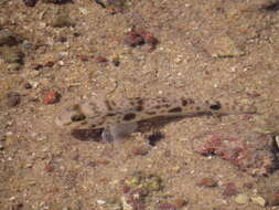 Image de Acentrogobius nebulosus (Forsskål 1775)