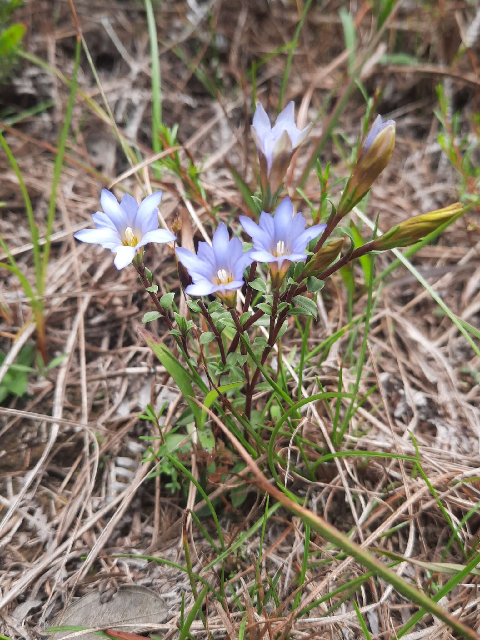 صورة <i>Gentiana loureiroi</i> (G. Don) Grisebach