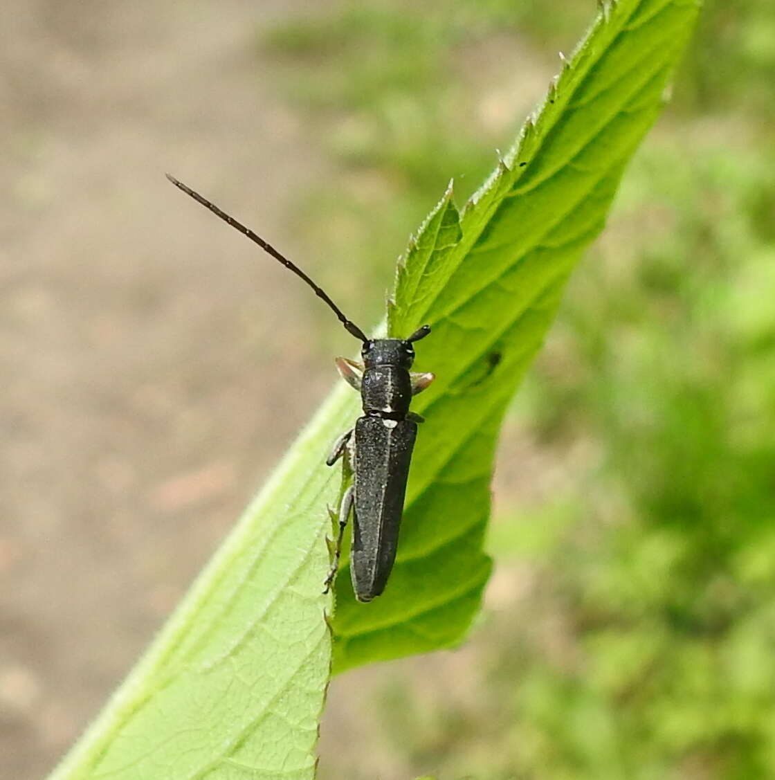 Слика од Phytoecia cylindrica (Linné 1758)