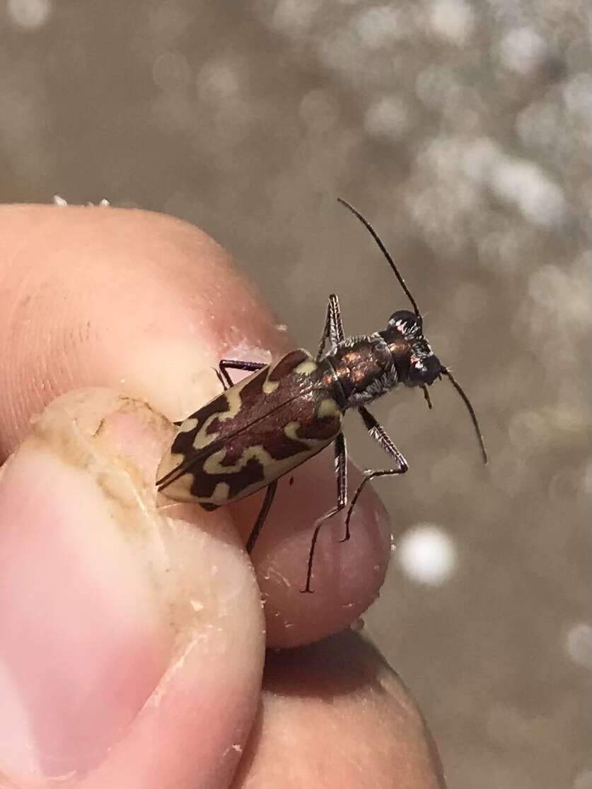 Image of Ellipsoptera macra fluviatilis (Vaurie 1951)