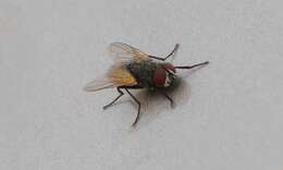 Image of house fly