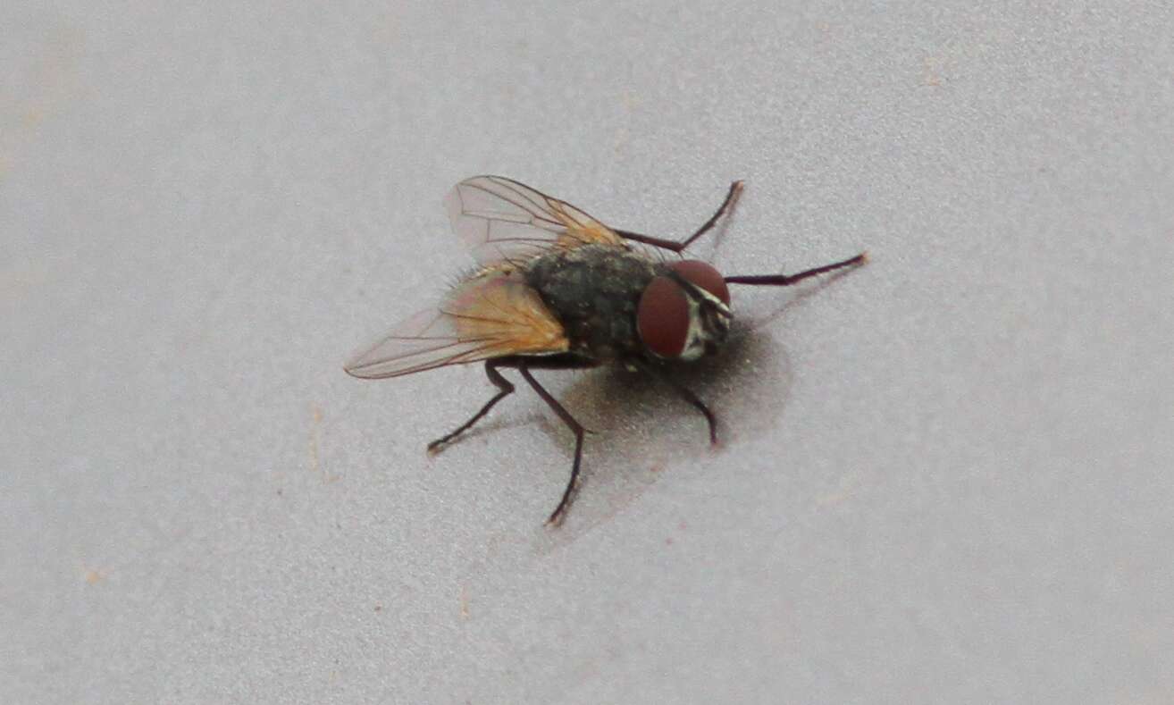 Image of house fly