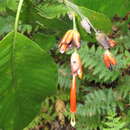 Image of Sanchezia rubriflora Leonard