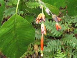 Sanchezia rubriflora Leonard resmi