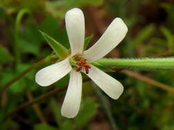 Image of Pelargonium elongatum (Cav.) Steud.