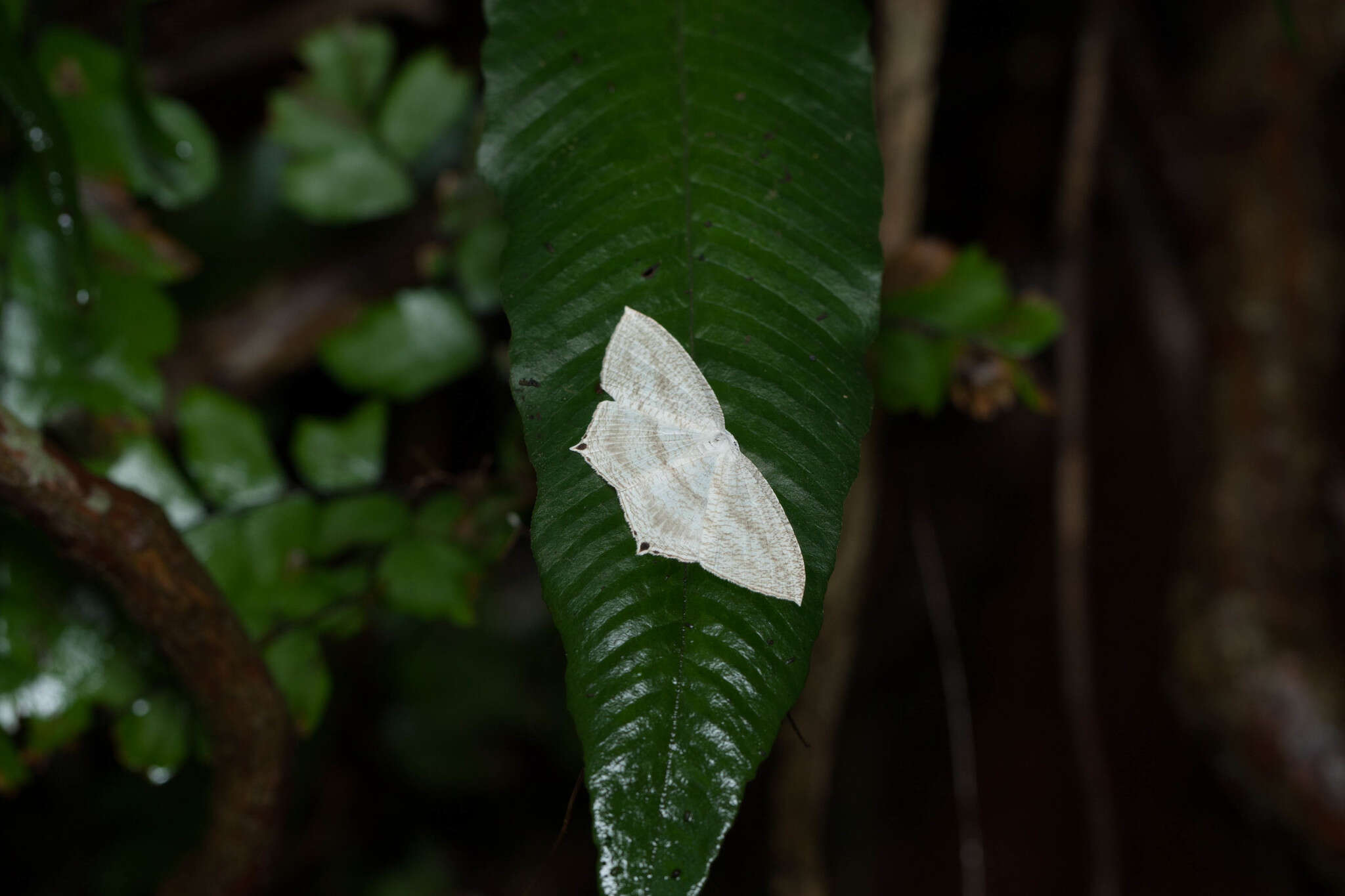 Image of Acropteris ciniferaria Walker