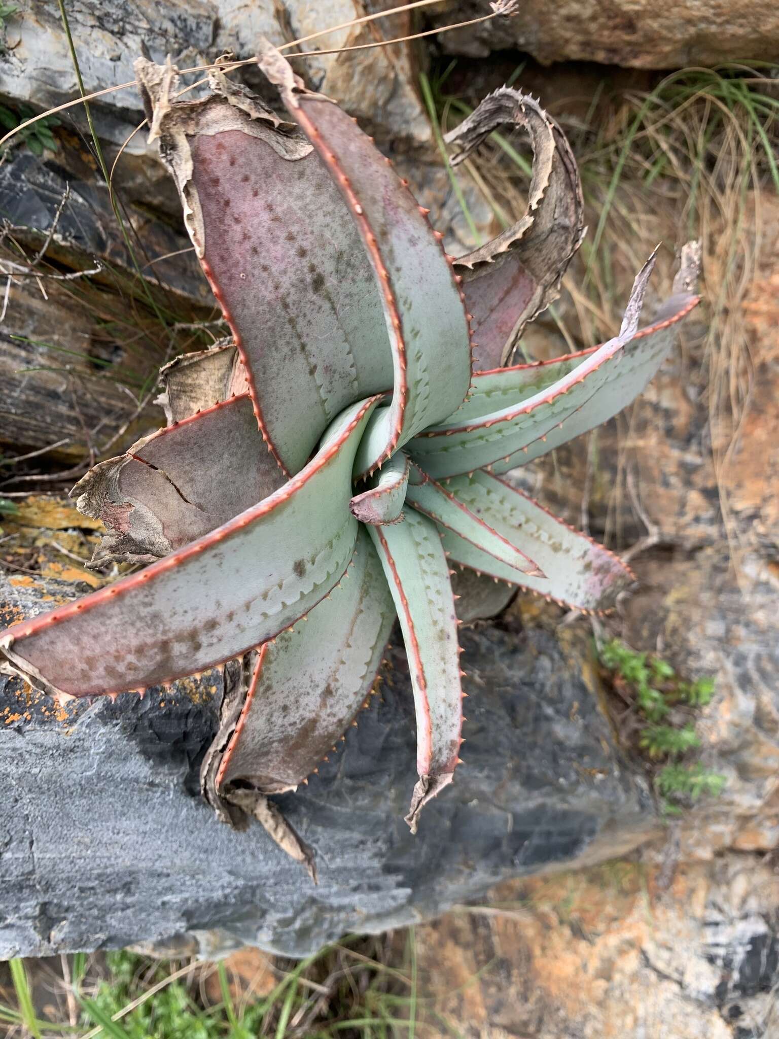 Image of Aloe suprafoliata Pole-Evans