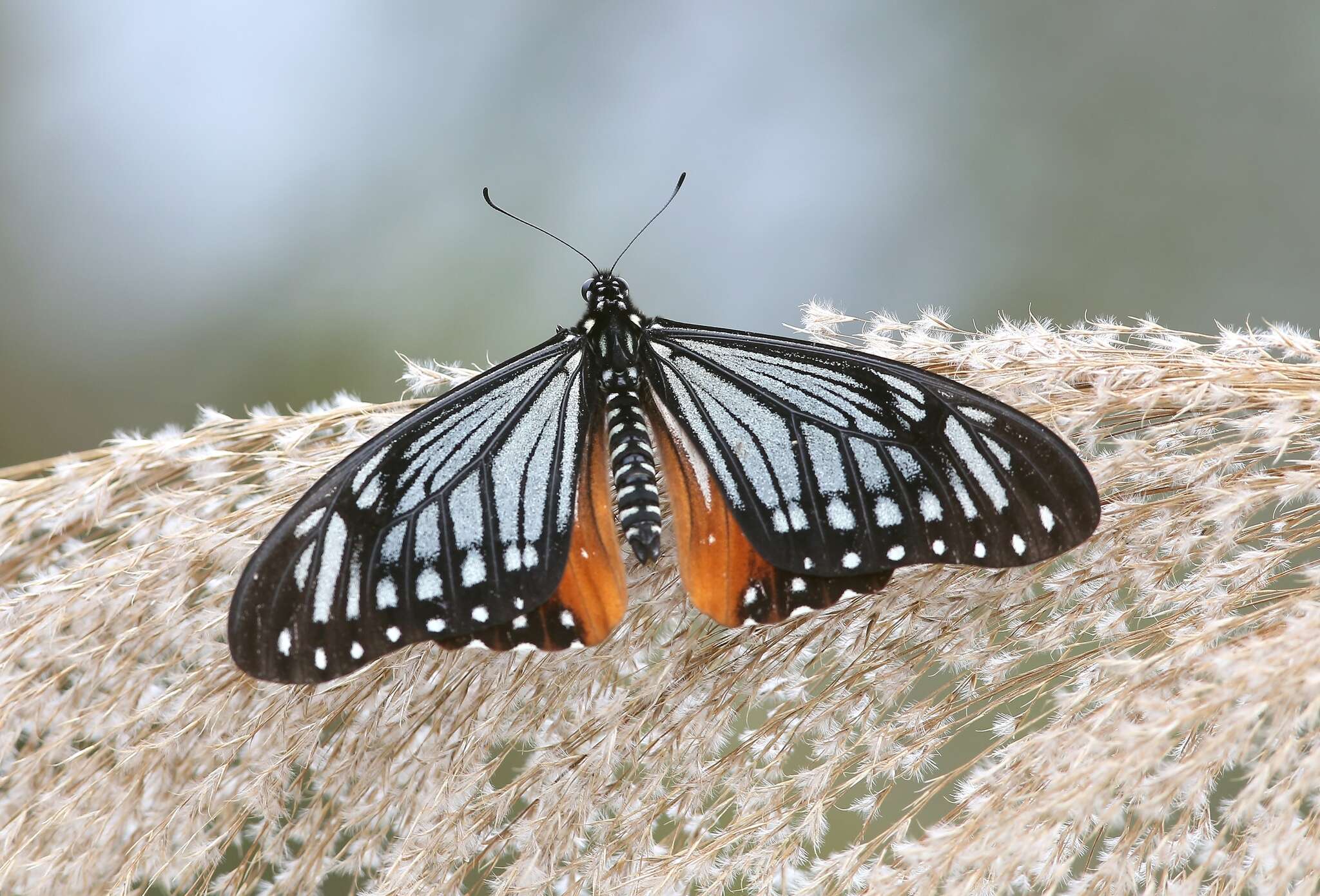 Image of <i>Papilio agestor</i>