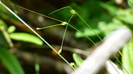 Image of Three-fruit sedge