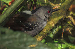 Image of Dull-mantled Antbird