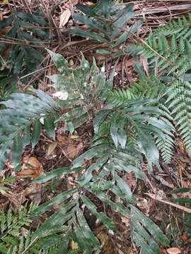 Image of Austroblechnum vieillardii (Mett.) Gasper & V. A. O. Dittrich