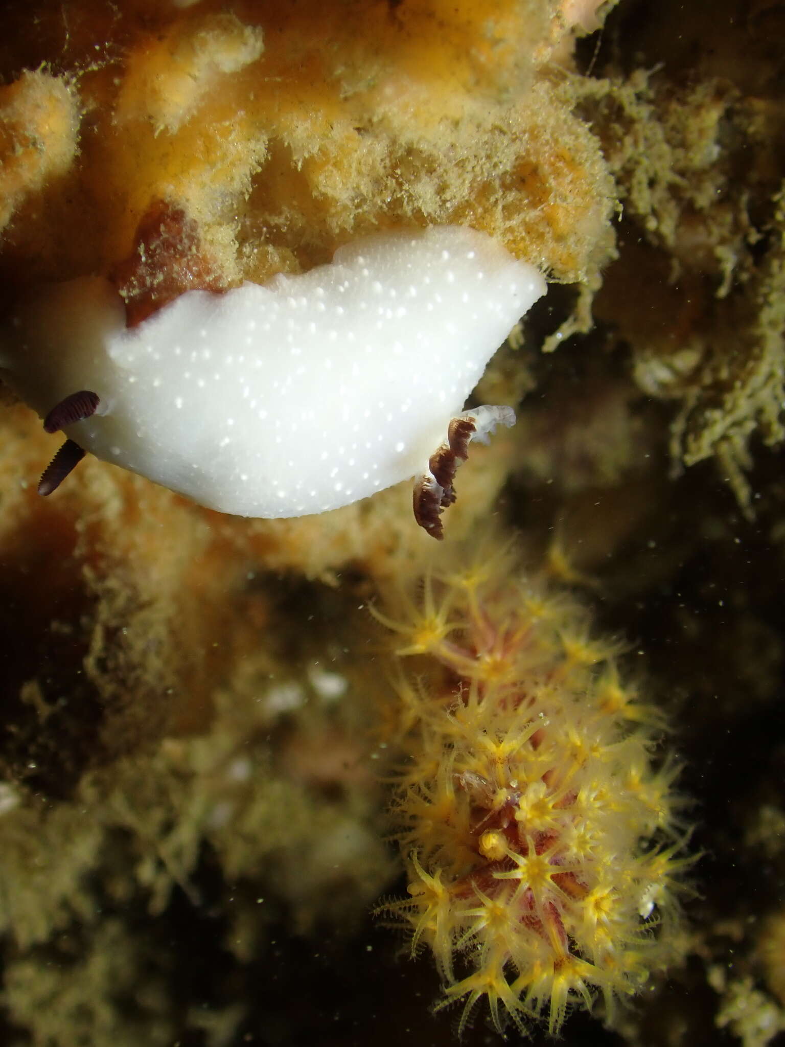 Image of Cadlina limbaughorum Lance 1962